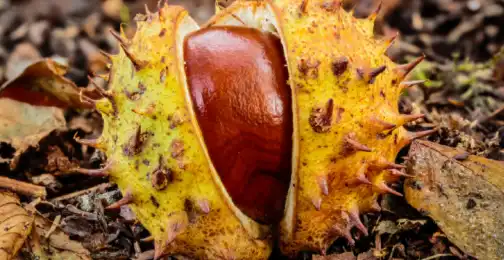 What effect does Horse Chestnut Extract have on blood vessels?